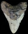 Bargain, Megalodon Tooth - North Carolina #67287-1